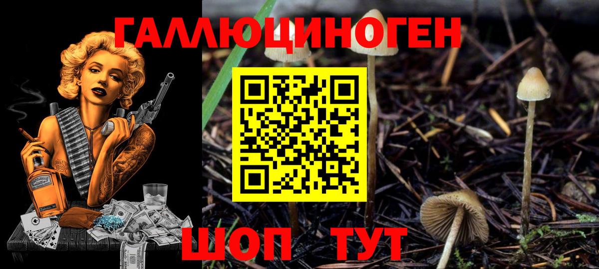 Галлюциногенные грибы Psilocybine cubensis Невинномысск